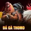 Thị Trường Gà Chọi Thomo: Giá Tốt, Địa Chỉ Uy Tín Và Kinh Nghiệm Chơi Gà