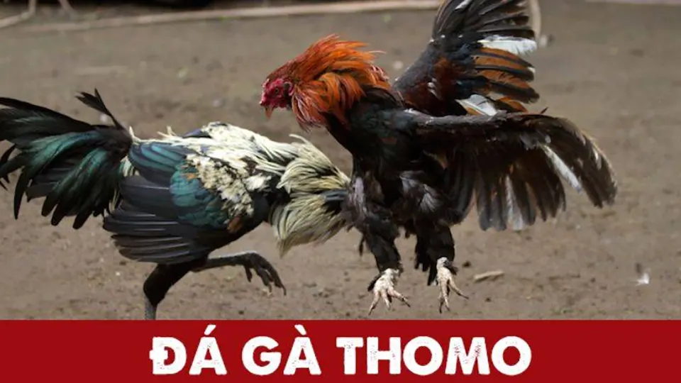 Thị trường gà chọi thomo