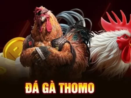 Thị Trường Gà Chọi Thomo: Giá Tốt, Địa Chỉ Uy Tín Và Kinh Nghiệm Chơi Gà